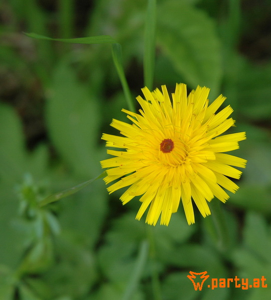 Bild 97