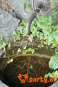Bild 95