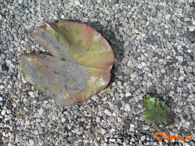 Bild 54