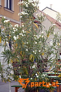 Bild 24
