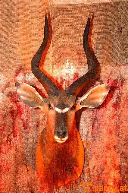 Bild 56