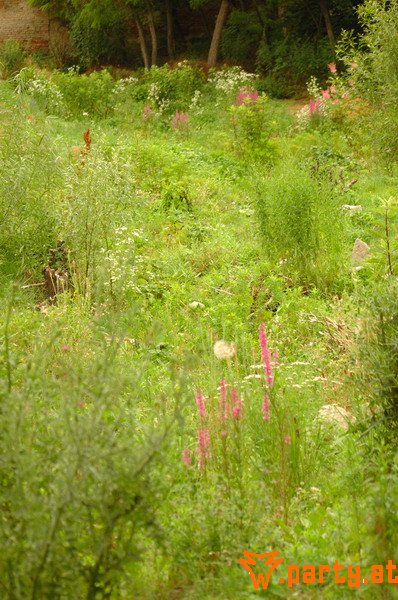 Bild 116