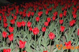 Bild 70