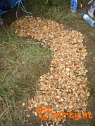 Bild 40