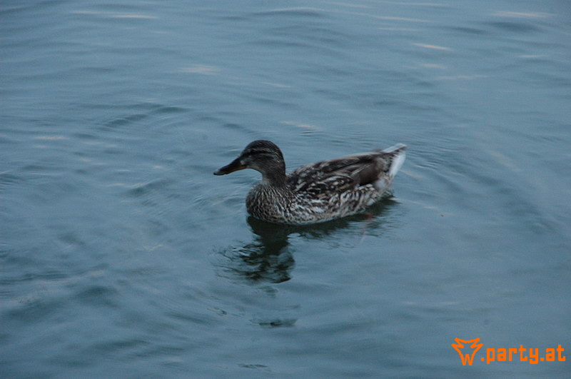 Bild 553