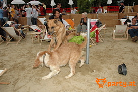 Bild 413