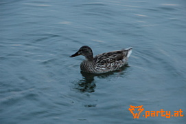 Bild 553