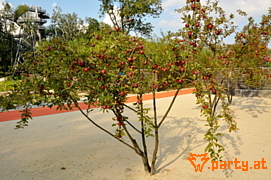 Bild 29