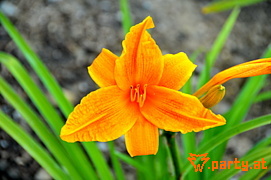 Bild 71