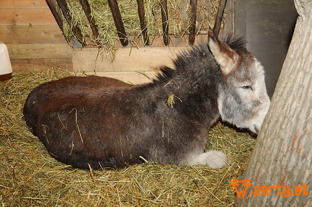 Bild 69
