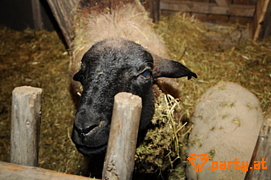 Bild 76