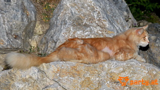 Bild 78