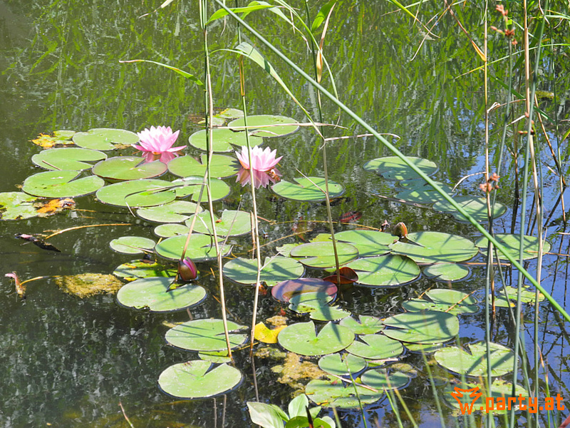 Bild 62