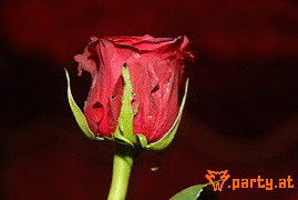 Bild 130