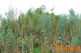 Bild 17