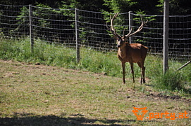 Bild 45