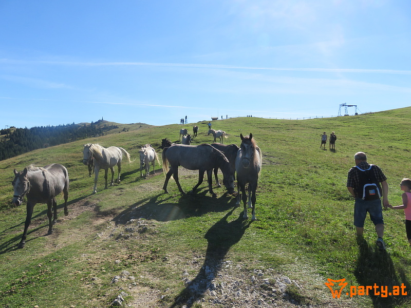 Bild 51