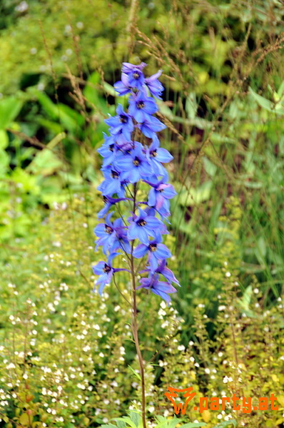 Bild 66