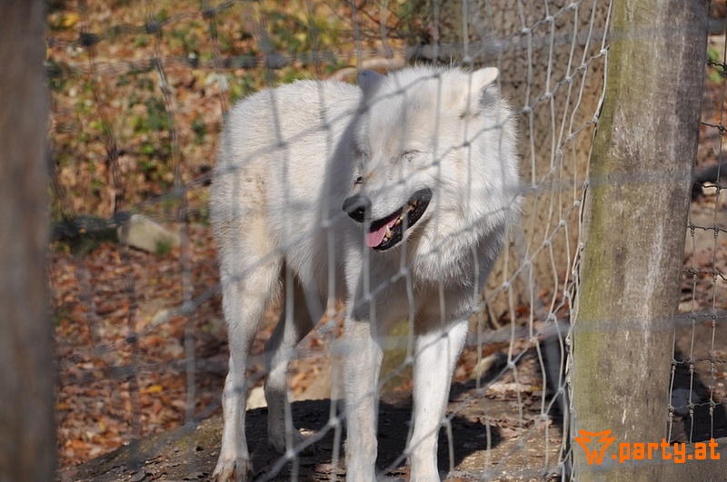Bild 33