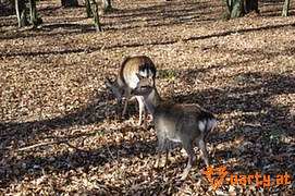 Bild 44