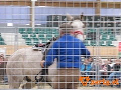Bild 31