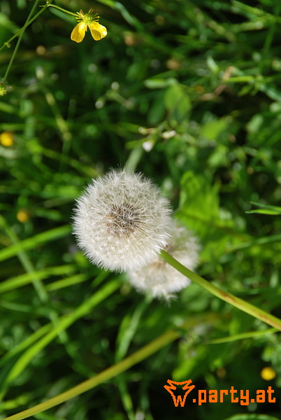 Bild 107