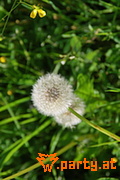 Bild 107