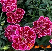 Bild 53
