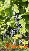Bild 20