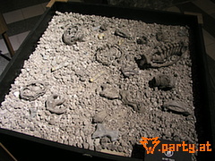 Bild 25