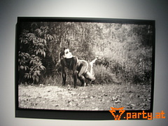 Bild 36