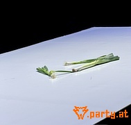Bild 40